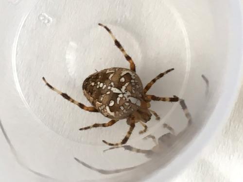 Araneus diadematus