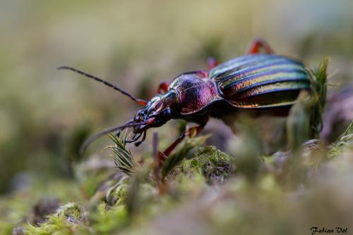 Réf. 171 286 : Carabus auronitens