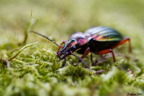 Réf. 171 287 : Carabus auronitens