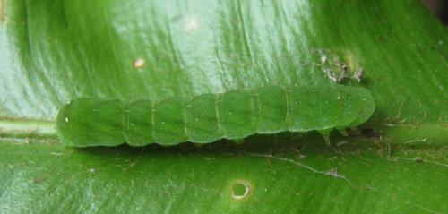 Réf. 171 861 : Euplexia lucipara