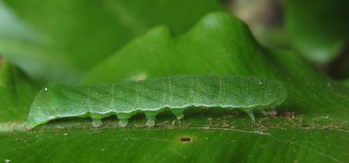 Réf. 171 863 : Euplexia lucipara