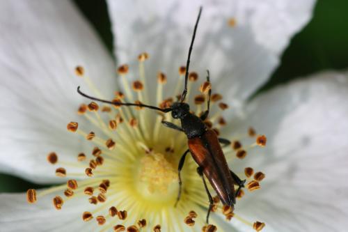 Stenurella sp.