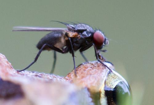 Fannia sp.