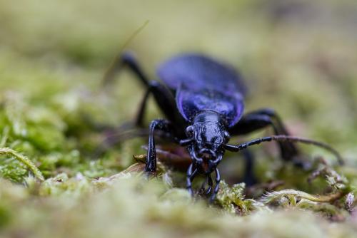 Réf. 171 468 : Carabus problematicus