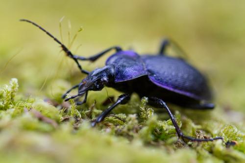 Réf. 171 469 : Carabus problematicus