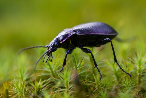 Carabus nemoralis