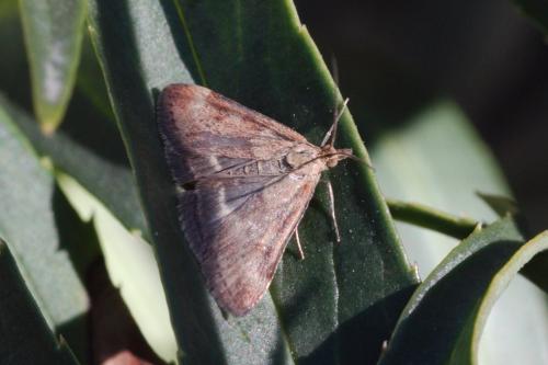 Pyrausta despicata