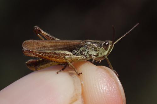 Chorthippus apricarius apricarius