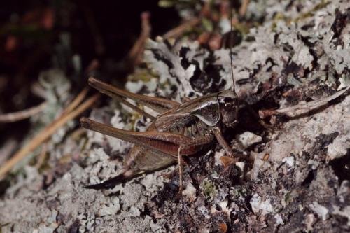 Metrioptera saussuriana