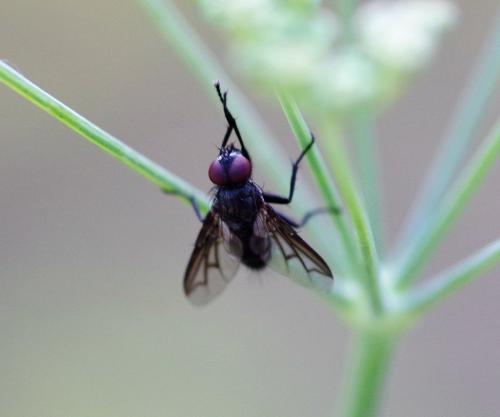 Réf. 171 936 : Nyctia halterata