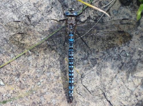 Réf. 171 265 : Aeshna caerulea