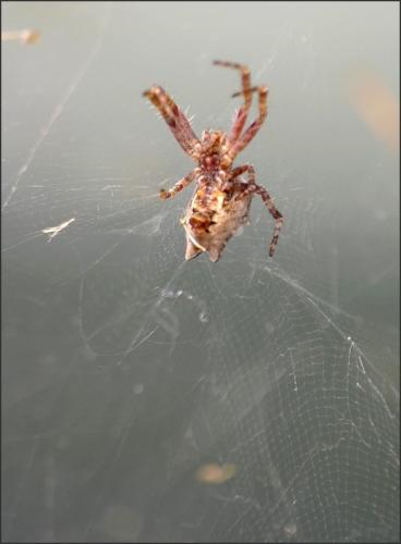 Cyrtophora citricola