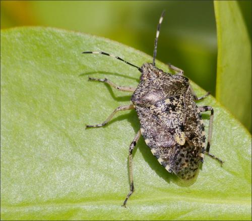 Réf. 171 959 : Rhaphigaster nebulosa