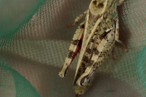 Calliptamus sp.