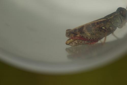 Calliptamus barbarus barbarus