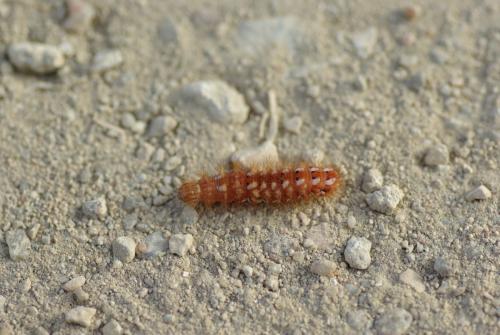 Acronicta rumicis