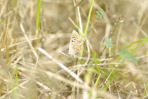 Polyommatus bellargus