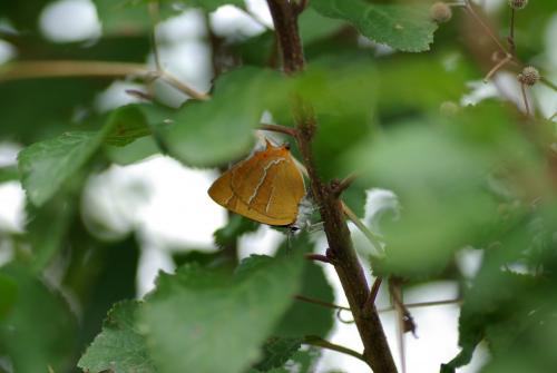 Thecla betulae