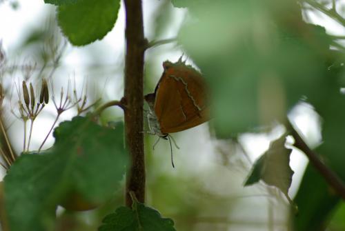 Thecla betulae