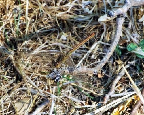Sympetrum meridionale