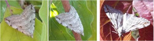 Réf. 171 043 : Aplocera plagiata