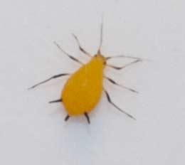 Réf. 171 134 : Aphis nerii