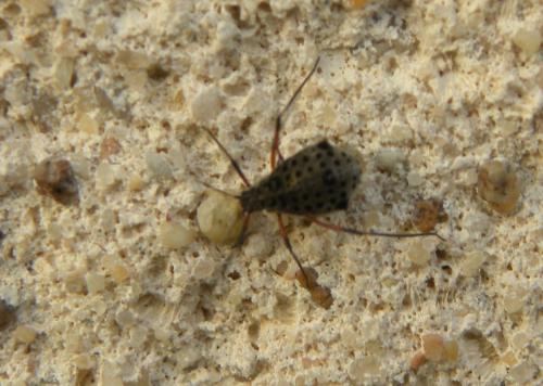 Réf. 171 734 : Tuberolachnus salignus