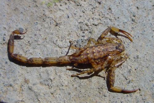 Isometrus maculatus