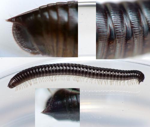 Réf. 171 500 : Tachypodoiulus niger