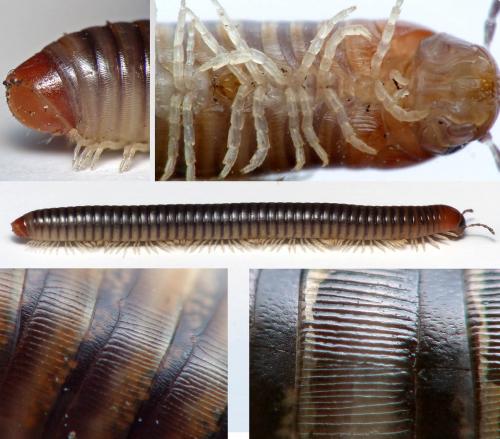Cylindroiulus broti