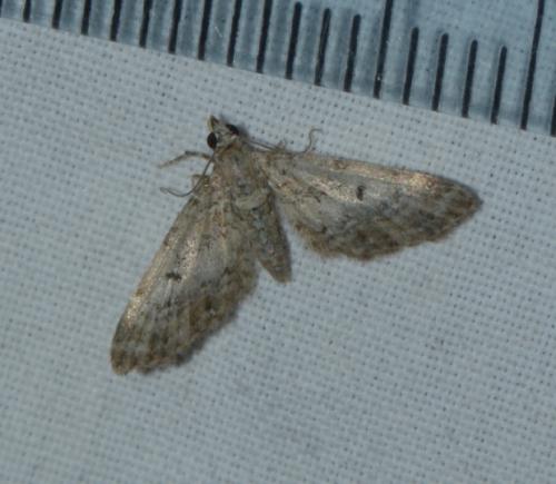 Eupithecia sp.