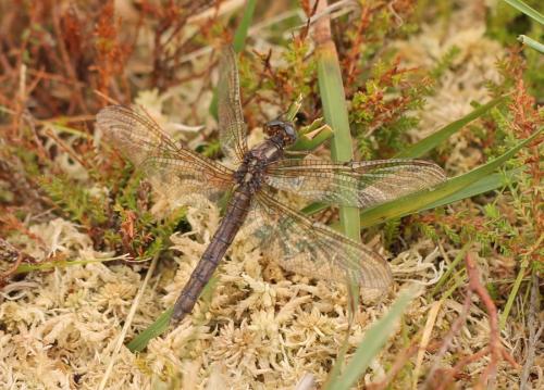 Orthetrum coerulescens