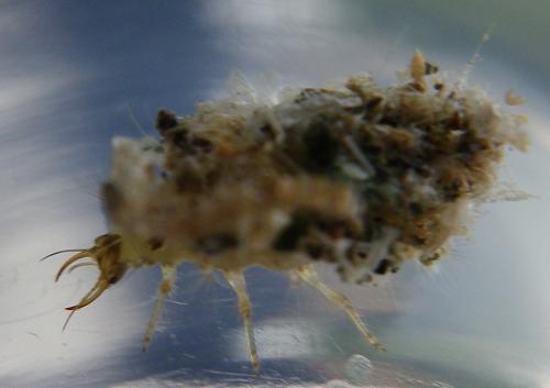 Réf. 171 404 : Pseudomallada sp.