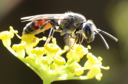 Lasioglossum nigripes