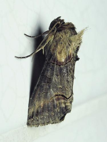 Abrostola triplasia