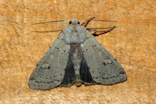 Xestia castanea