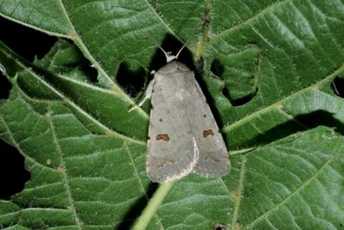 Caradrina kadenii