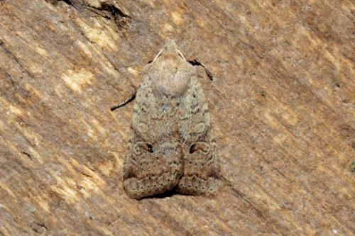 Réf. 171 125 : Agrochola laevis