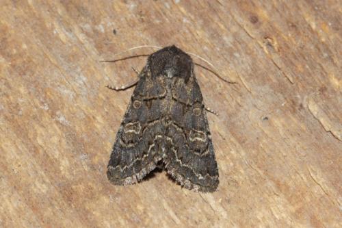 Réf. 171 322 : Tholera cespitis