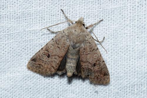Agrochola laevis