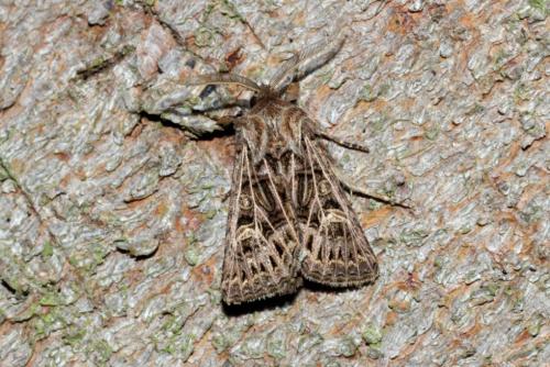 Tholera decimalis