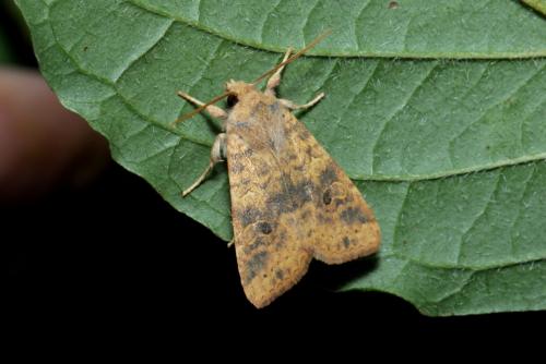 Réf. 171 755 : Xanthia gilvago