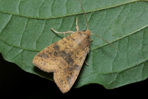 Réf. 171 800 : Xanthia gilvago