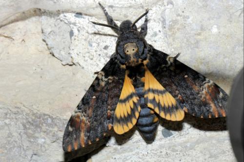 Réf. 171 748 : Acherontia atropos