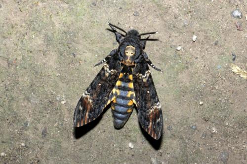 Réf. 171 749 : Acherontia atropos