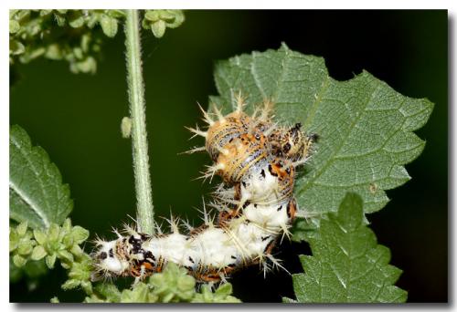 Réf. 171 886 : Polygonia c-album