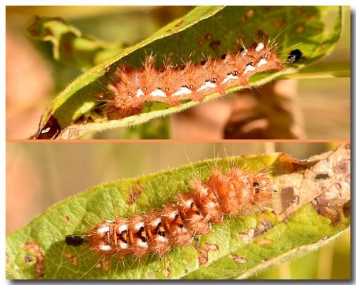 Acronicta rumicis