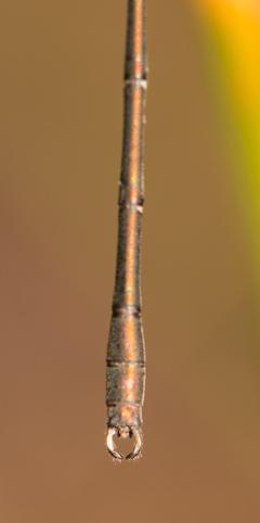 Chalcolestes viridis