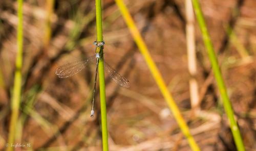 Lestes virens