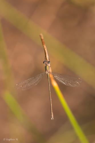 Chalcolestes viridis